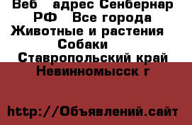 Веб – адрес Сенбернар.РФ - Все города Животные и растения » Собаки   . Ставропольский край,Невинномысск г.